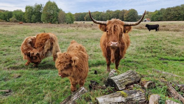 Animals, photo 60