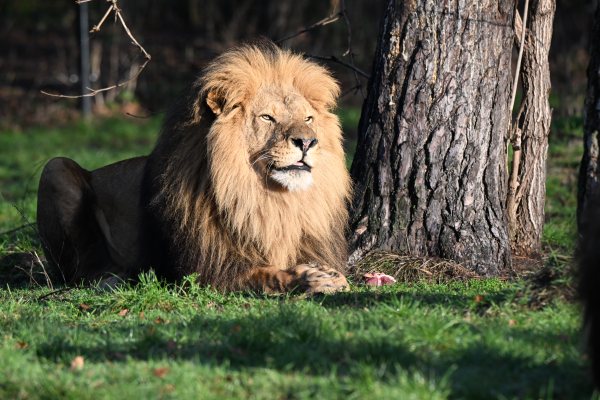 Animals, photo 59