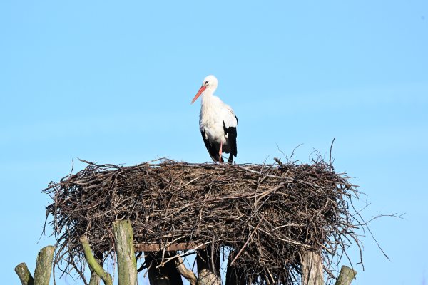 Animals, photo 58