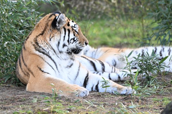 Animals, photo 57