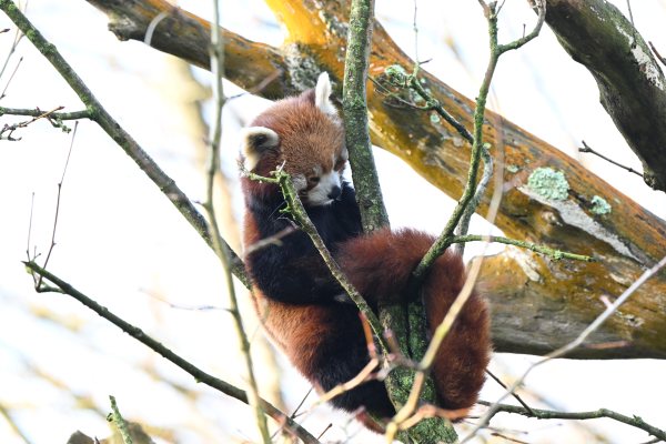 Animals, photo 55