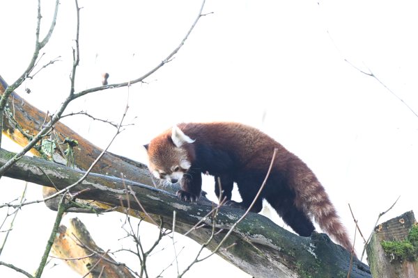 Animals, photo 56