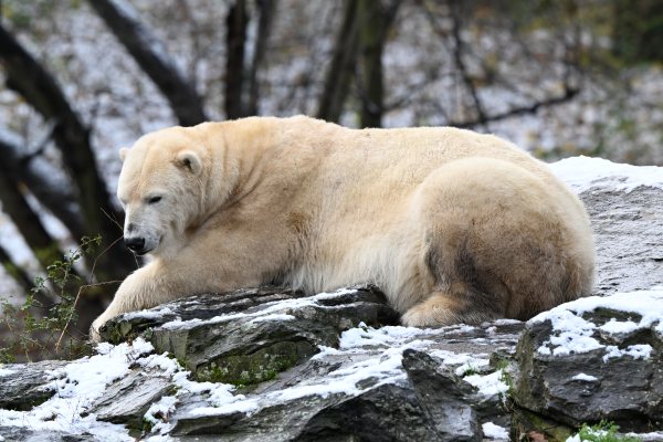 Animals, photo 51