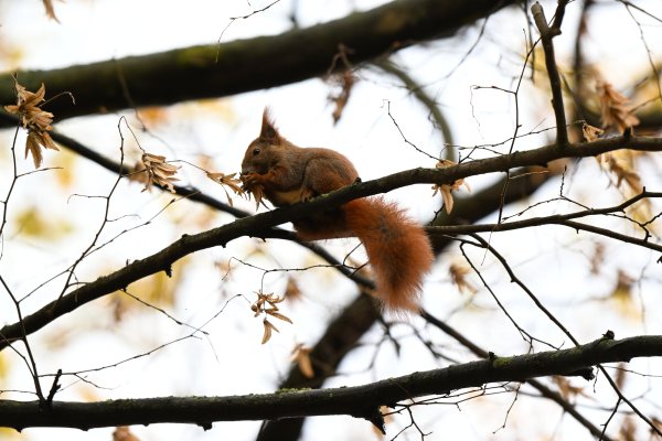 Animals, photo 50