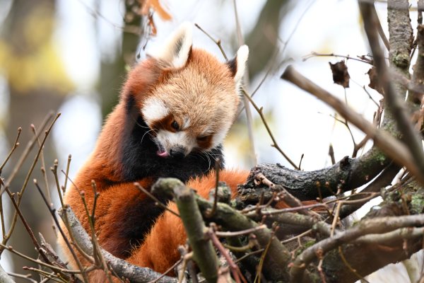 Animals, photo 49