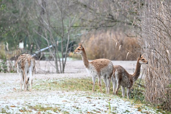 Animals, photo 48