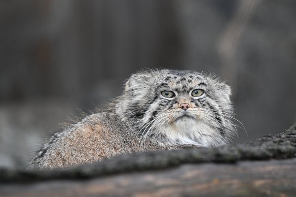 Animals, photo 47
