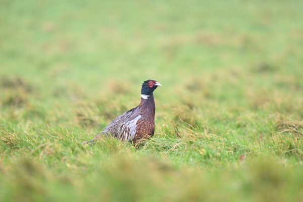 Animals, photo 46