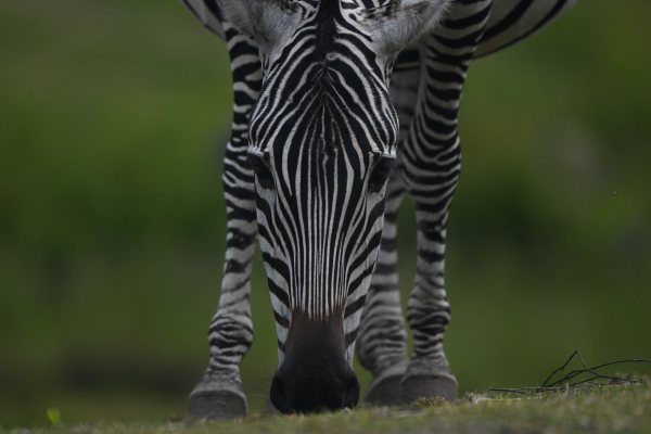 Animals, photo 45