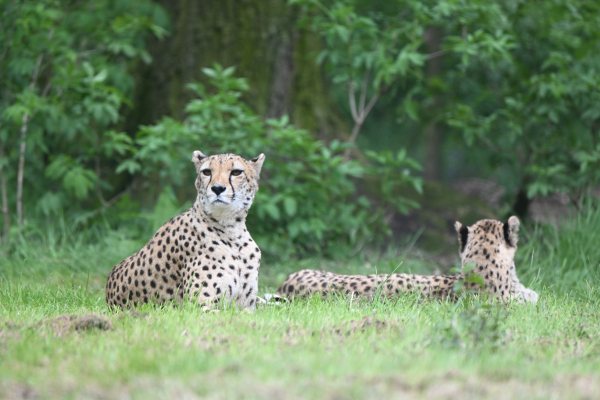 Animals, photo 44