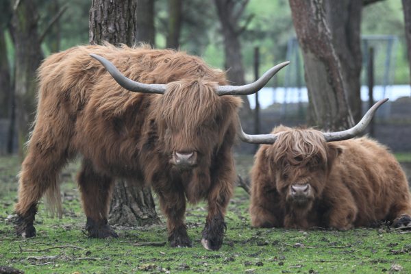 Animals, photo 43