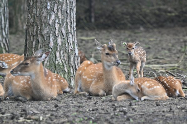 Animals, photo 42