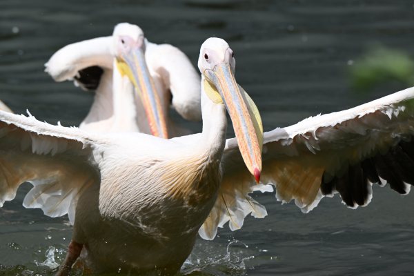 Animals, photo 41