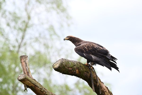 Animals, photo 40