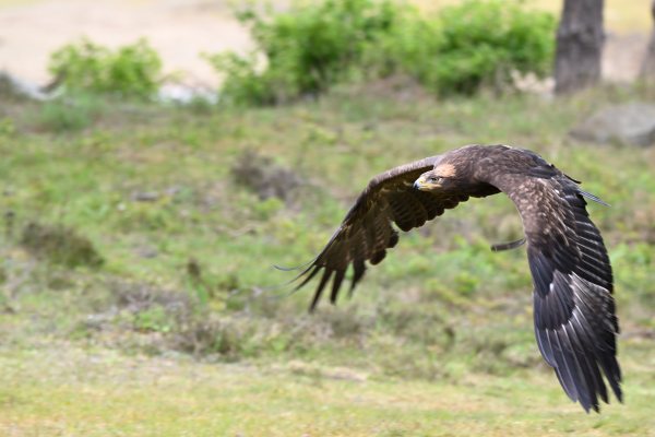 Animals, photo 39