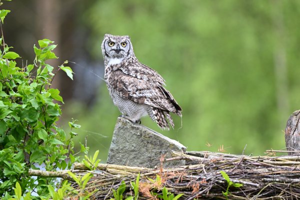 Animals, photo 38