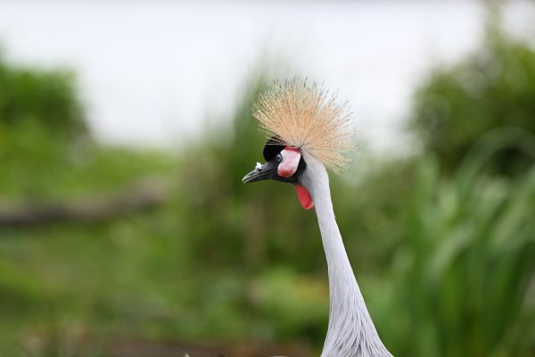 Animals, photo 37