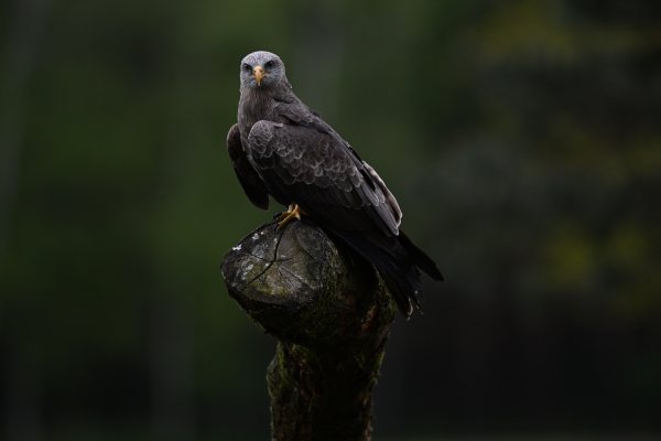 Animals, photo 36