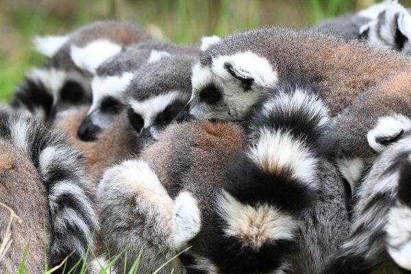 Animals, photo 35