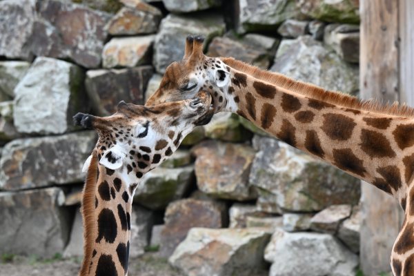 Animals, photo 34