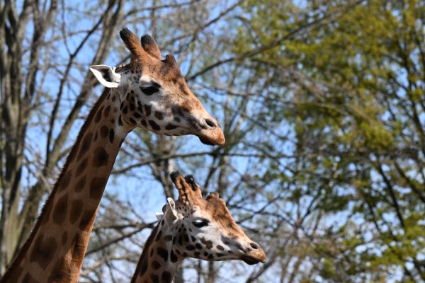 Animals, photo 33