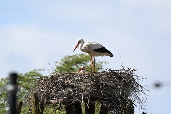 Animals, photo 32
