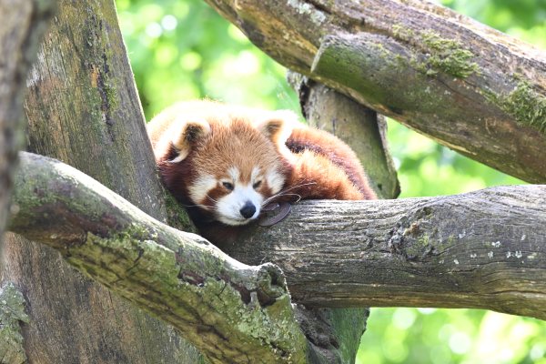 Animals, photo 31