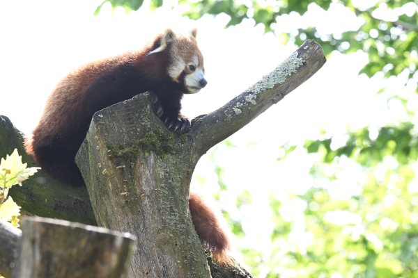 Animals, photo 30