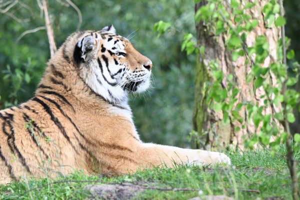 Animals, photo 29