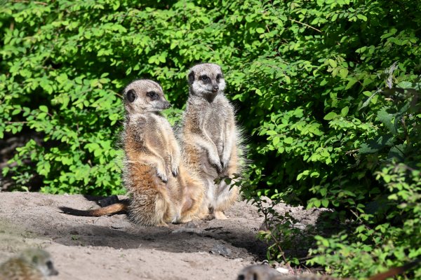 Animals, photo 28
