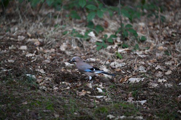 Animals, photo 27