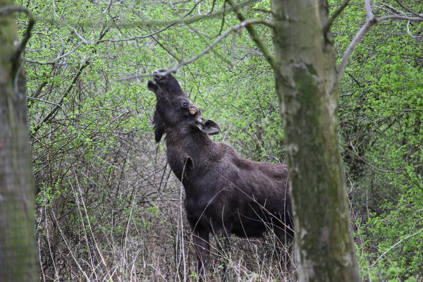 Animals, photo 25