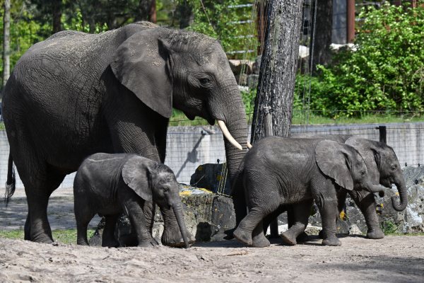 Animals, photo 24