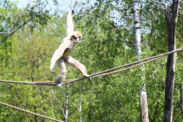 Animals, photo 23