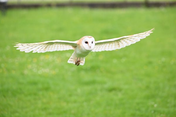 Animals, photo 22