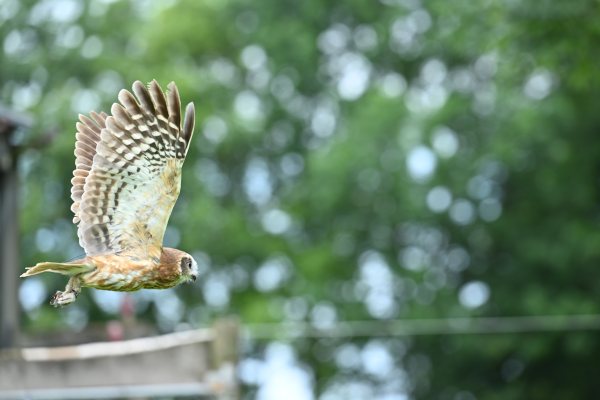 Animals, photo 21