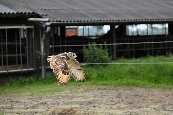Animals, photo 20