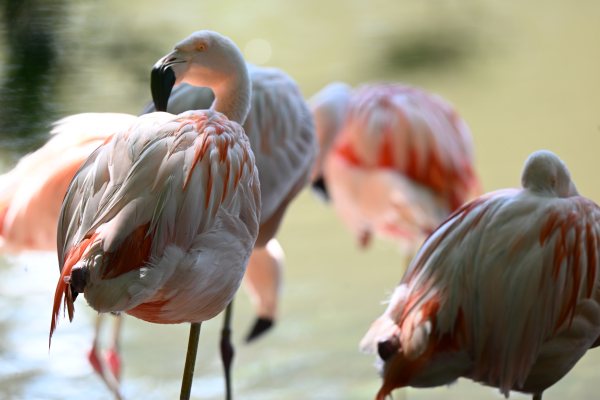 Animals, photo 19