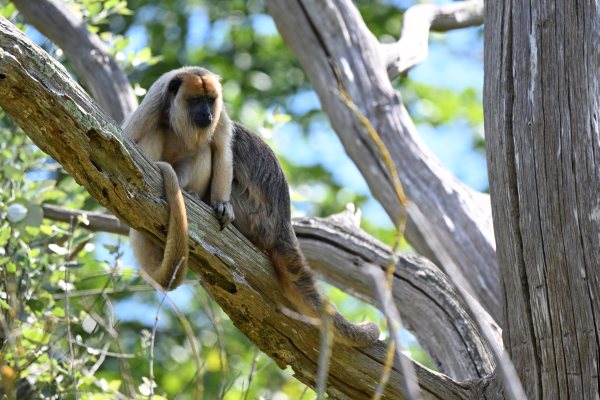 Animals, photo 18