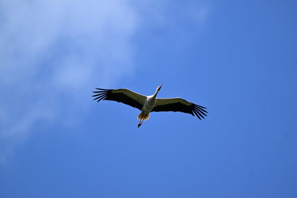 Animals, photo 17