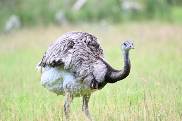 Animals, photo 16