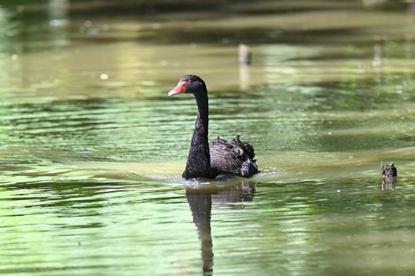 Animals, photo 15