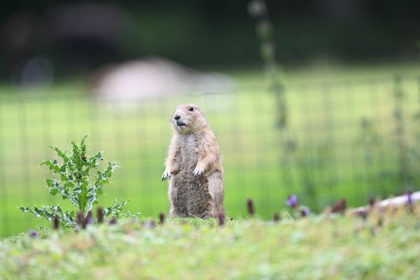 Animals, photo 14