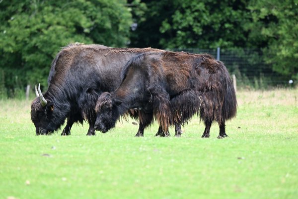 Animals, photo 13