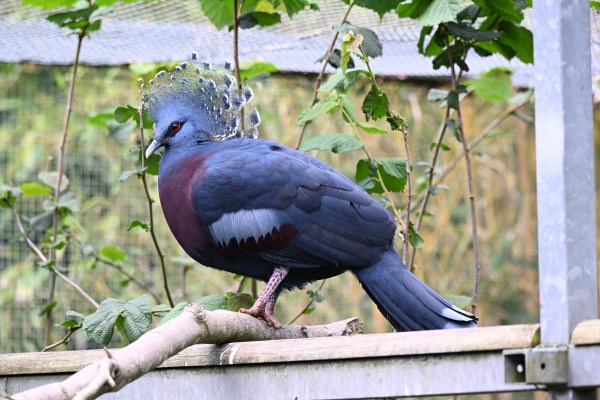 Animals, photo 12