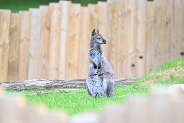 Animals, photo 11