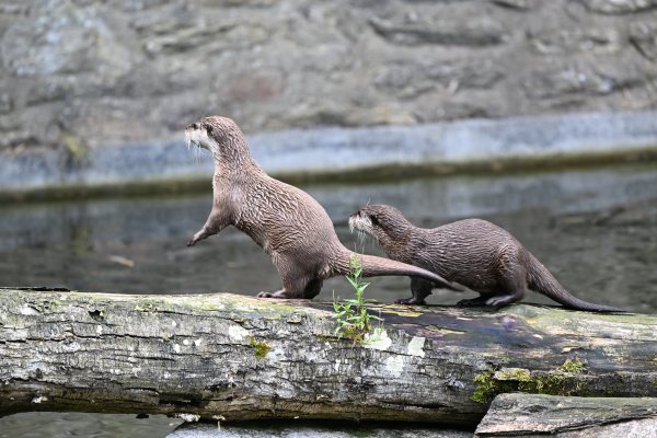 Animals, photo 10
