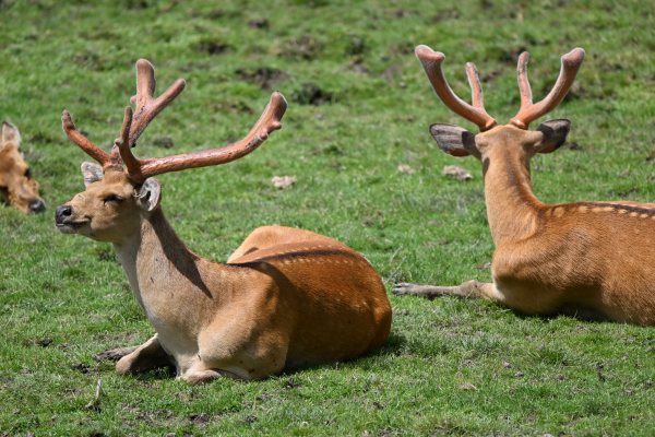 Animals, photo 9