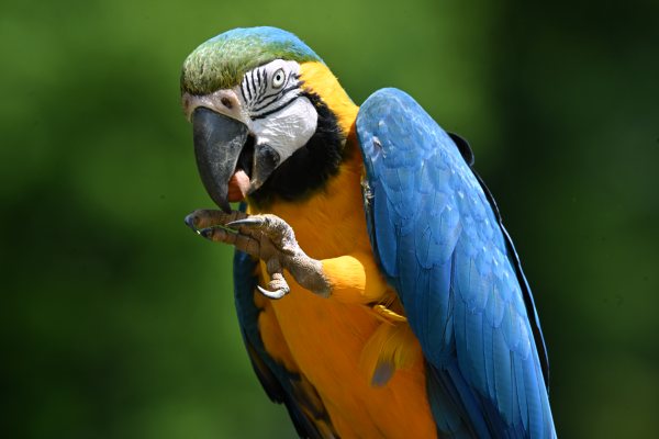 Animals, photo 8