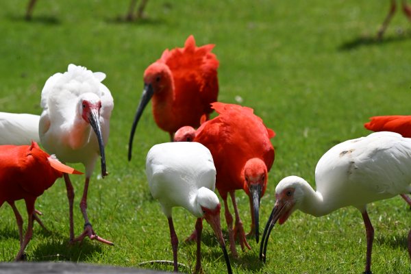 Animals, photo 7